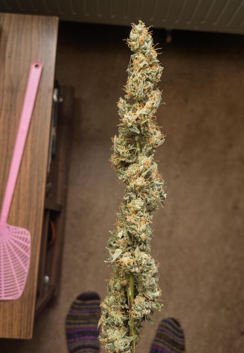 Zombie Kush Auto | 3L Coco Tray2Grow. Week 15 - LONG BUD