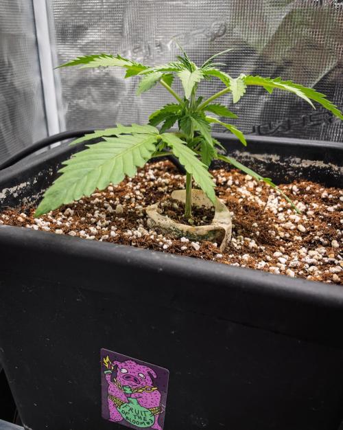 Fruit of the Bloom #3 F1 Test. Week 3 - D16
