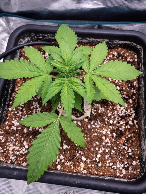 Fruit of the Bloom #3 F1 Test. Week 3 - D16