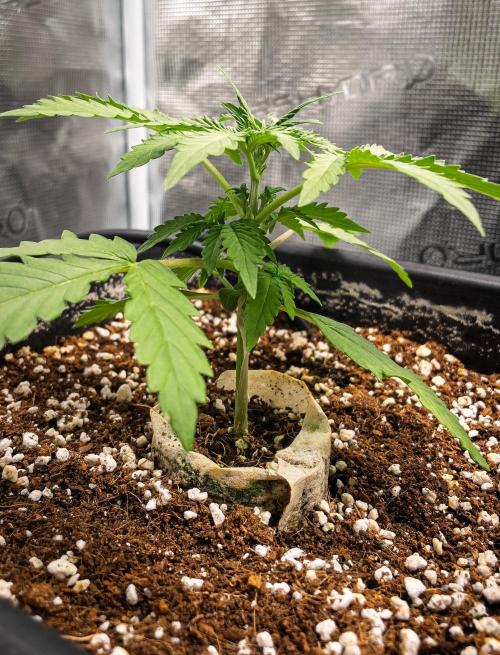 Fruit of the Bloom #3 F1 Test. Week 3 - D16