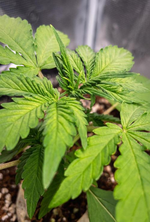 Fruit of the Bloom #3 F1 Test. Week 3 - D16