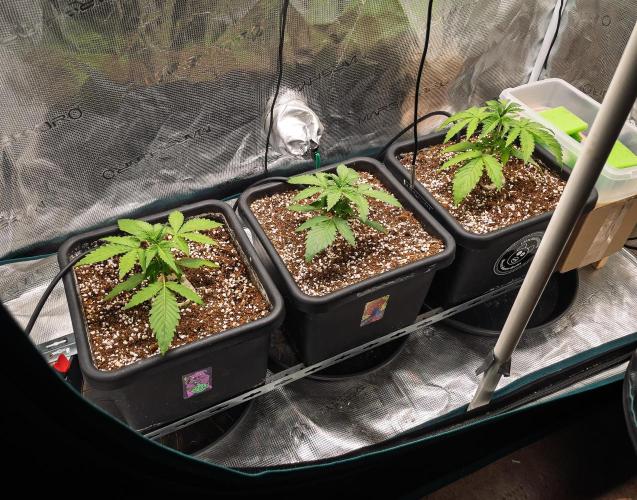 Rainbow Sundae 11 | Tulaberry (F1-Test). Week 3 - D16 FB3 - TB - RS11