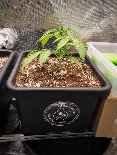 Rainbow Sundae 11 | Tulaberry (F1-Test). Week 3 - D16 RS11