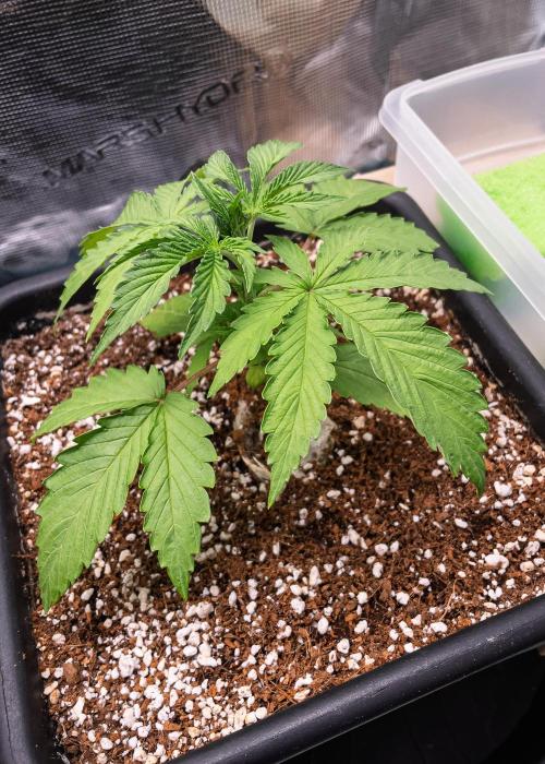Rainbow Sundae 11 | Tulaberry (F1-Test). Week 3 - D16 RS11