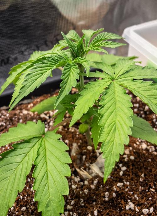 Rainbow Sundae 11 | Tulaberry (F1-Test). Week 3 - D16 RS11