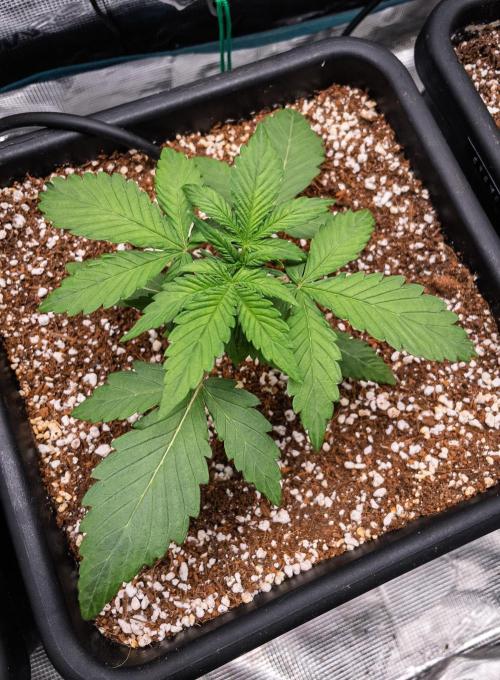 Rainbow Sundae 11 | Tulaberry (F1-Test). Week 3 - D16 TB