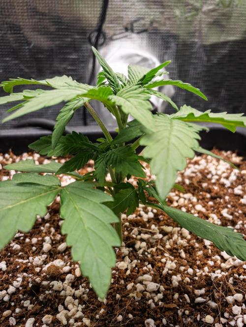 Rainbow Sundae 11 | Tulaberry (F1-Test). Week 3 - D16 TB