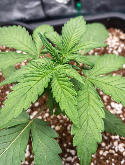 Rainbow Sundae 11 | Tulaberry (F1-Test). Week 3 - D16 TB