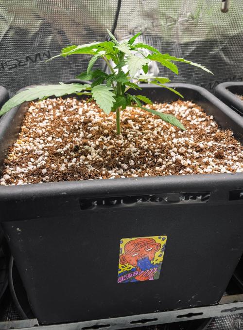 Rainbow Sundae 11 | Tulaberry (F1-Test). Week 3 - D16 TB