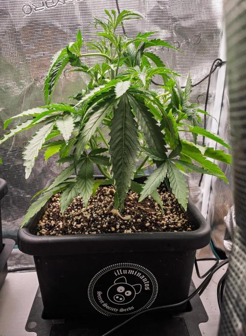 Rainbow Sundae 11 | Tulaberry (F1-Test). Week 4 - Day23 RS11