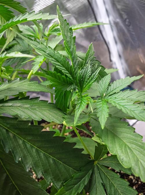 Rainbow Sundae 11 | Tulaberry (F1-Test). Week 4 - Day23 RS11