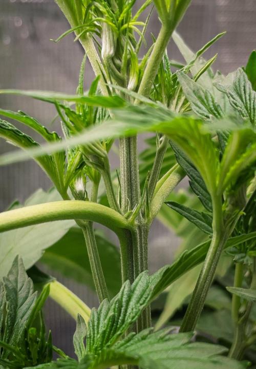 Rainbow Sundae 11 | Tulaberry (F1-Test). Week 4 - Day23 RS11