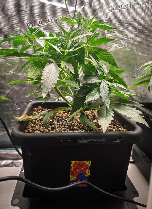 Rainbow Sundae 11 | Tulaberry (F1-Test). Week 4 - Day23 TB