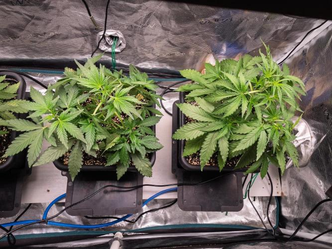 Rainbow Sundae 11 | Tulaberry (F1-Test). Week 4 - D23 Gang
