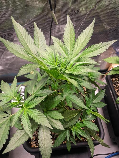 Rainbow Sundae 11 | Tulaberry (F1-Test). Week 4 - Day23 TB