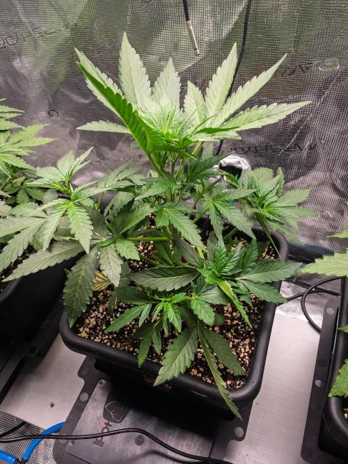 Rainbow Sundae 11 | Tulaberry (F1-Test). Week 4 - Day23 TB