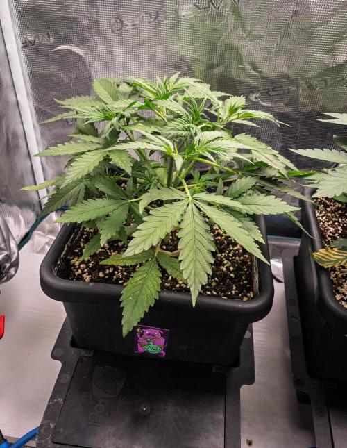 Fruit of the Bloom #3 F1 Test. Week 4 - D23