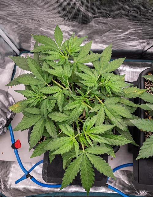 Fruit of the Bloom #3 F1 Test. Week 4 - D23