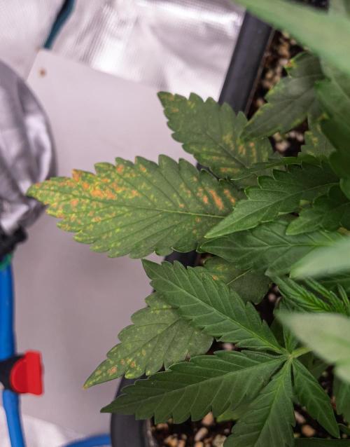 Fruit of the Bloom #3 F1 Test. Week 4 - D23