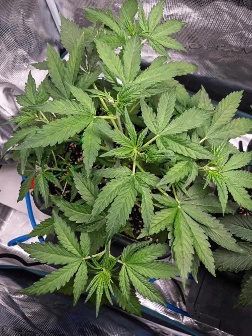 Fruit of the Bloom #3 F1 Test. Week 4 - D24