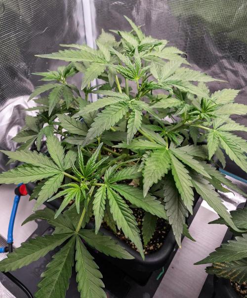 Fruit of the Bloom #3 F1 Test. Week 4 - D24