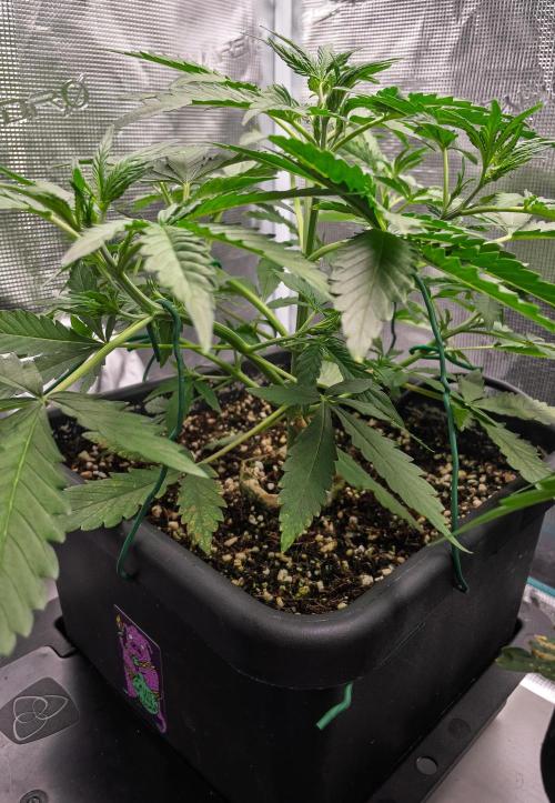 Fruit of the Bloom #3 F1 Test. Week 4 - D24