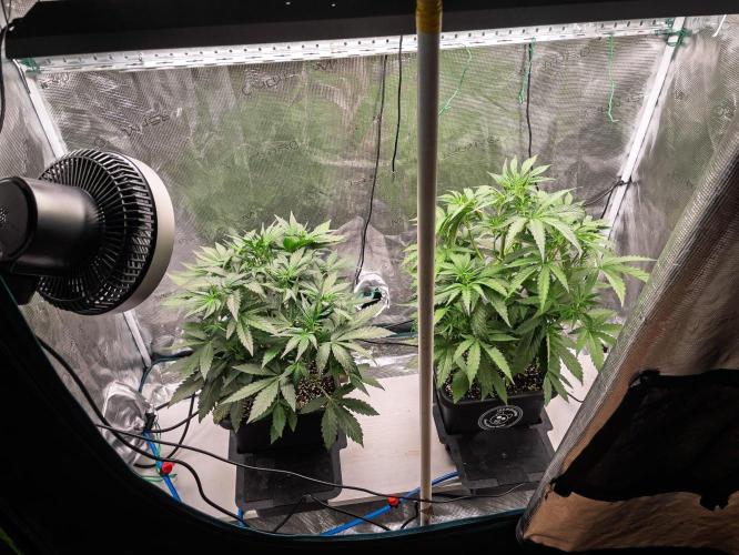 Rainbow Sundae 11 | Tulaberry F1-Testrun. Week 5 - D28