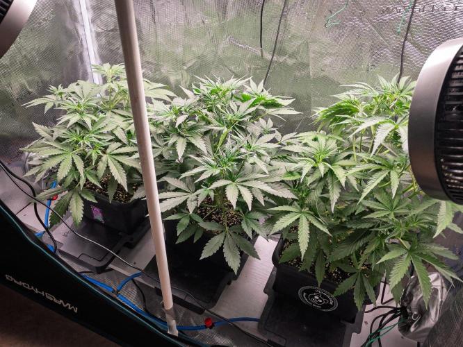 Rainbow Sundae 11 | Tulaberry F1-Testrun. Week 5 - D27 Gang