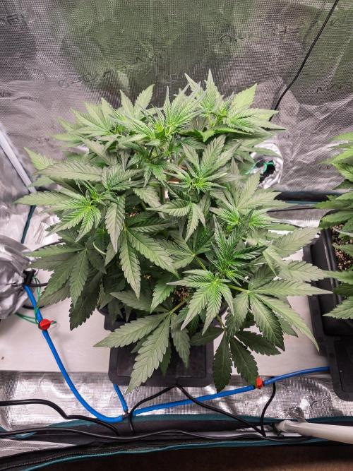 Rainbow Sundae 11 | Tulaberry F1-Testrun. Week 5 - D28 TB