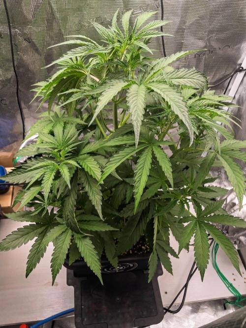 Rainbow Sundae 11 | Tulaberry F1-Testrun. Week 5 - D28 RS11