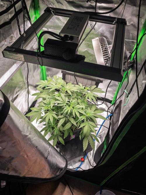 Radical Juice x Granite Haze | FOB#3 F1. Week 5 - D28 New Home