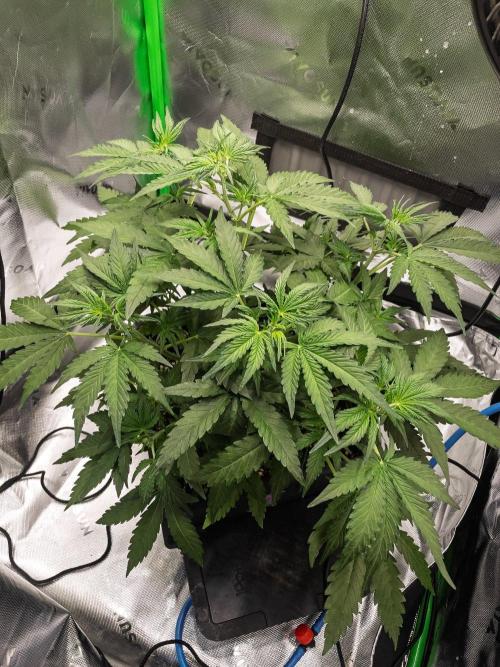 Radical Juice x Granite Haze | FOB#3 F1. Week 5 - D28 New Home