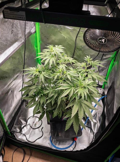 Radical Juice x Granite Haze | FOB#3 F1. Week 5 - D31