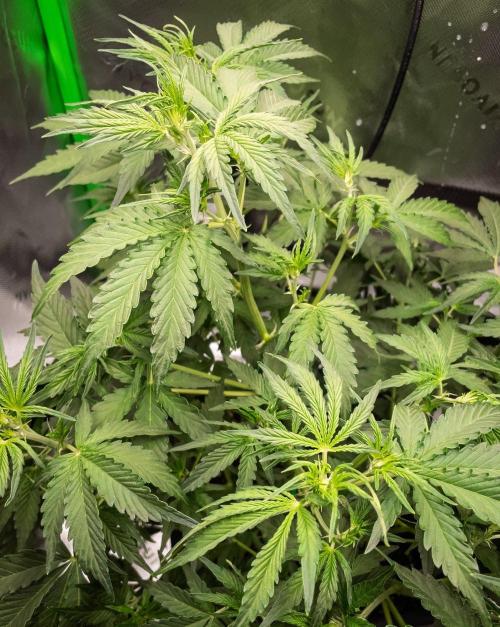 Radical Juice x Granite Haze | FOB#3 F1. Week 5 - D31