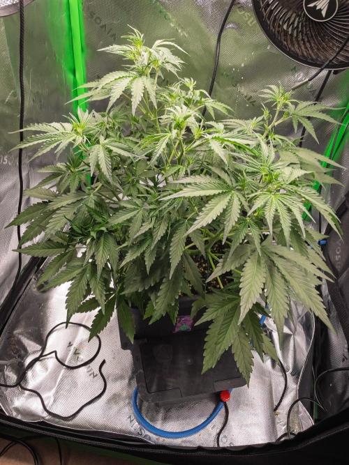 Radical Juice x Granite Haze | FOB#3 F1. Week 5 - D31