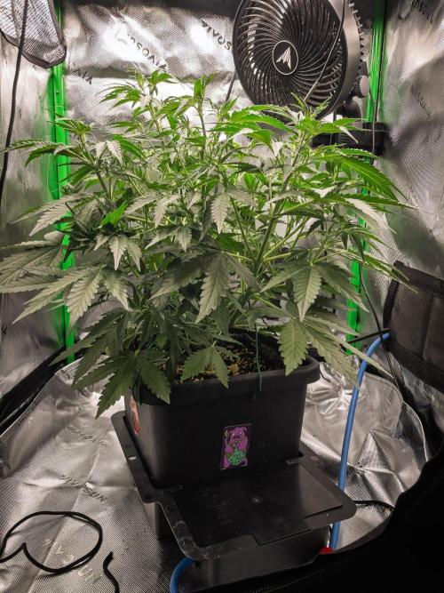 Radical Juice x Granite Haze | FOB#3 F1. Week 5 - D31