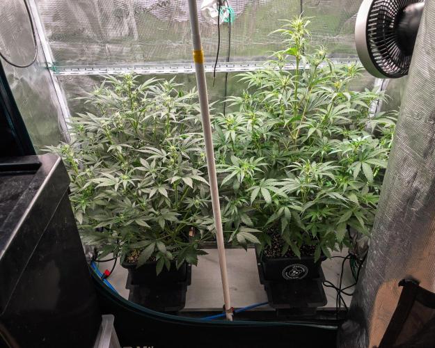 Rainbow Sundae 11 | Tulaberry F1-Testrun. Week 6 - D37