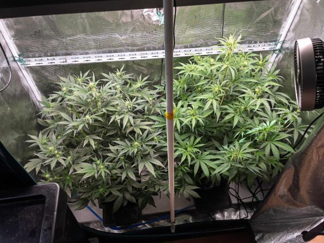 Rainbow Sundae 11 | Tulaberry F1-Testrun. Week 6 - D37