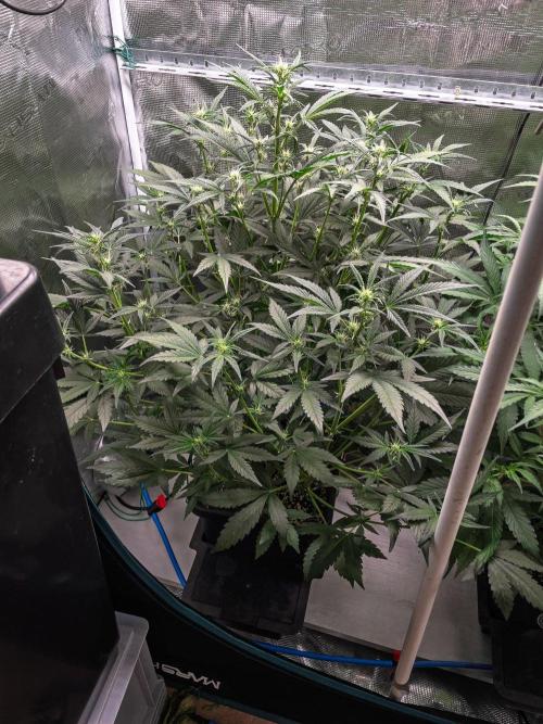 Rainbow Sundae 11 | Tulaberry F1-Testrun. Week 6 - D37 TB