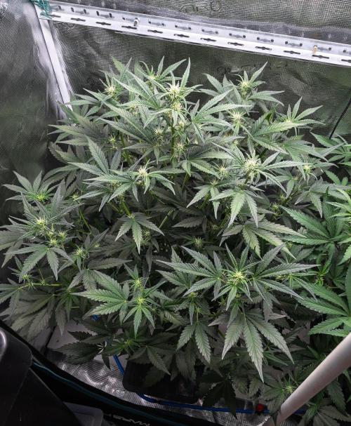 Rainbow Sundae 11 | Tulaberry F1-Testrun. Week 6 - D37 TB