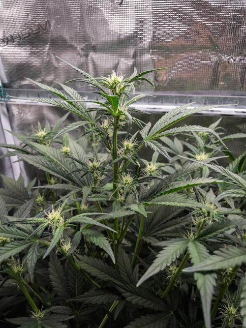 Rainbow Sundae 11 | Tulaberry F1-Testrun. Week 6 - D37 TB