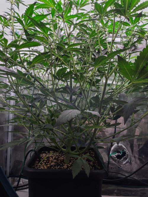 Rainbow Sundae 11 | Tulaberry F1-Testrun. Week 6 - D37 TB