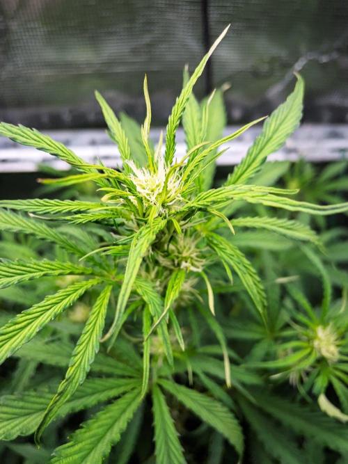 Rainbow Sundae 11 | Tulaberry F1-Testrun. Week 6 - D37 RS11