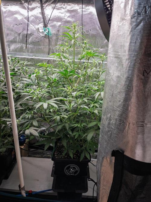 Rainbow Sundae 11 | Tulaberry F1-Testrun. Week 6 - D37 RS11
