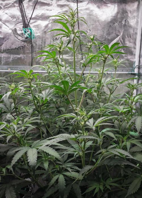 Rainbow Sundae 11 | Tulaberry F1-Testrun. Week 6 - D37 RS11