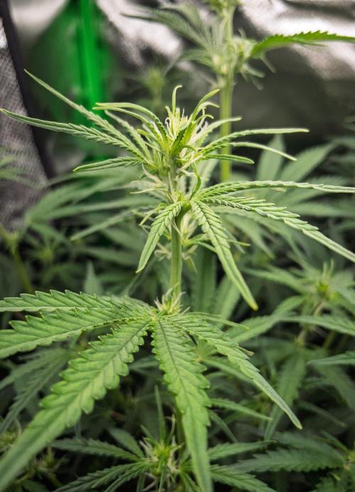 Radical Juice x Granite Haze | FOB#3 F1. Week 6 - D39