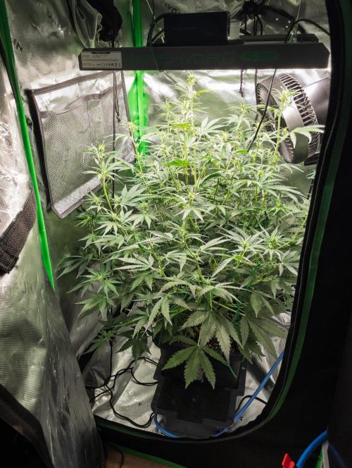 Radical Juice x Granite Haze | FOB#3 F1. Week 6 - D39
