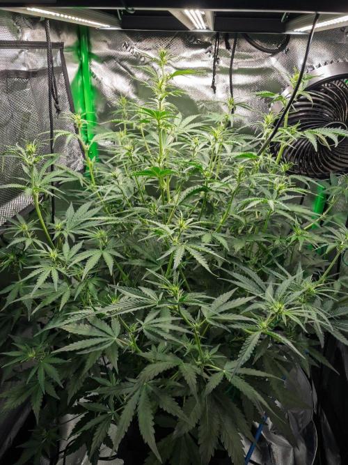 Radical Juice x Granite Haze | FOB#3 F1. Week 6 - D39