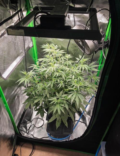Radical Juice x Granite Haze | FOB#3 F1. Week 6 - D34