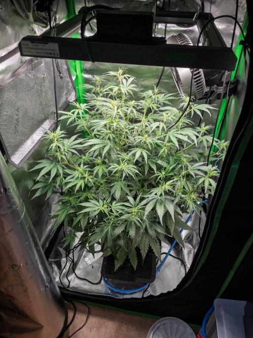 Radical Juice x Granite Haze | FOB#3 F1. Week 6 - D36